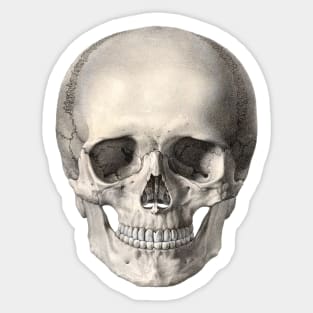 Vintage Science, Antique Human Anatomy Skull Sticker